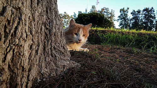 Portrait of cat on tree trunk