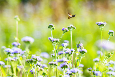 Bee flying over purple flowers blooming in garden