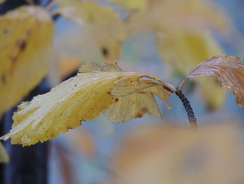 Close-up of leaf