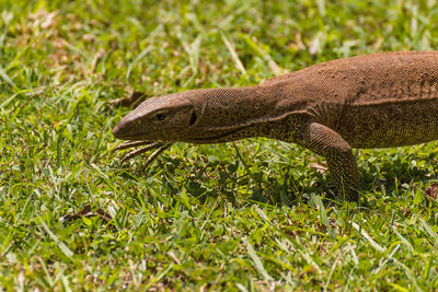 Close-up of lizard on grass