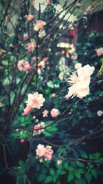 Close-up of pink flowers