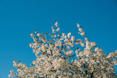 Low angle view of cherry blossom against blue sky