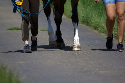 Low section of woman and horse standing on road