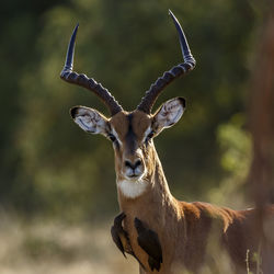 Close-up of deer