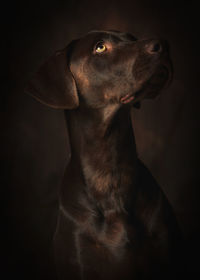 Close-up of dog looking away