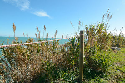 Plants growing at beach against blue sky