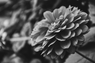 Close-up of flower blooming outdoors