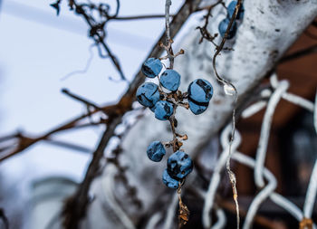 Low angle view of frozen plant hanging on metal fence