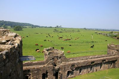 Scenic view of farm against clear sky