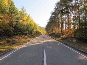 Empty road along trees