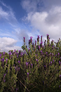 Purple flowering plants on field against sky