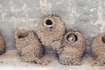 Close up of mud nests
