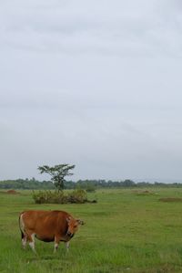 Cow standing on