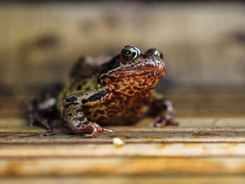 Close-up of frog on wood