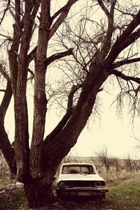 Bare trees against sky