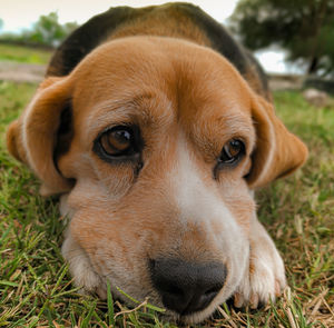 Close-up of dog relaxing on field