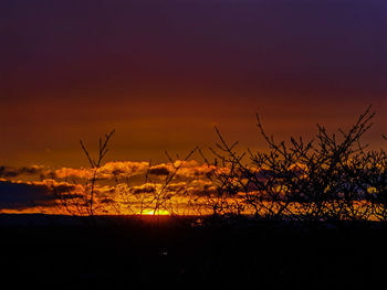 Silhouette plants on field against sky during sunset