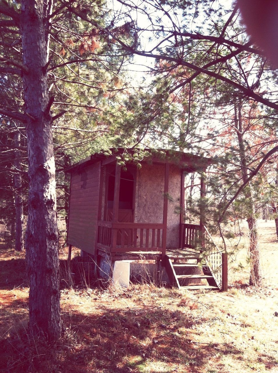 built structure, architecture, building exterior, tree, house, growth, branch, abandoned, sunlight, day, nature, residential structure, tree trunk, plant, no people, outdoors, old, tranquility, window, residential building