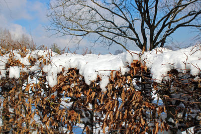 Bare trees on snow covered field against sky