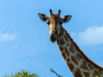 Low angle view of giraffe against sky