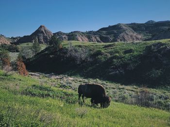 Horse in a field