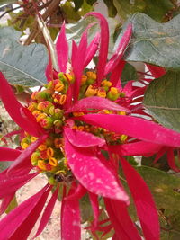 Close-up of red flowers