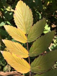 Close-up of plant leaves