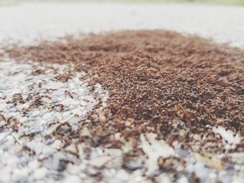 Close-up of snow on land