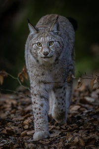 Portrait of cat on land