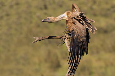 Close-up of eagle flying