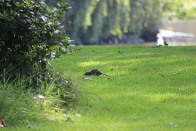 View of horse on grassy field