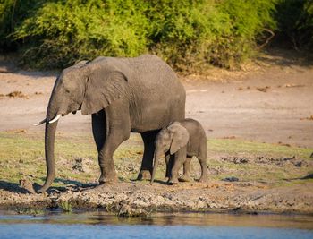 Elephant with calf at lakeshore