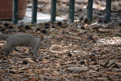 Close-up of squirrel on land