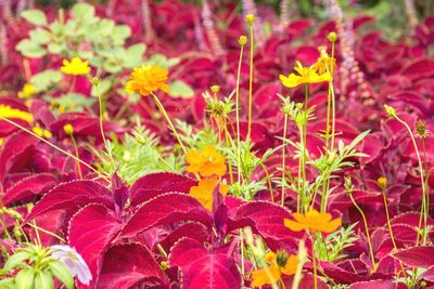 Close-up of yellow flowering plant leaves on field