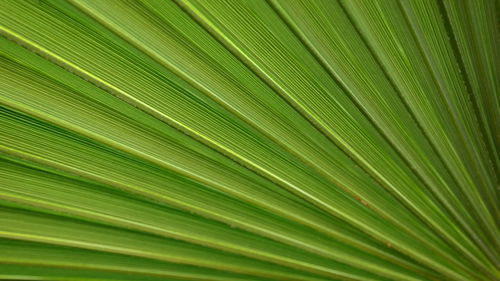 Full frame shot of palm tree leaves