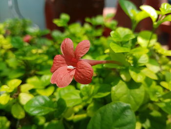 Close-up of pink flower