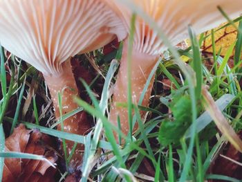 Close-up of succulent plant