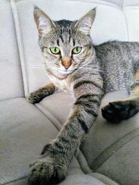 Portrait of tabby cat on sofa