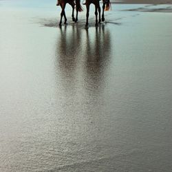 Low section of people walking on beach