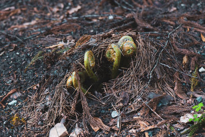 High angle view of dried plant on field