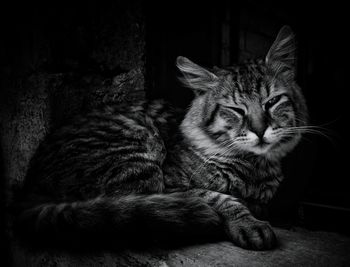 Close-up of cat relaxing in darkroom