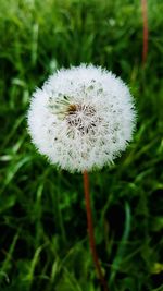 Close-up of dandelion