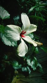 Close-up of flower blooming outdoors