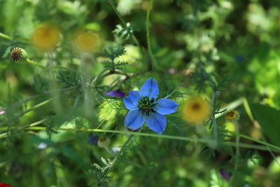 Close-up of purple flowering plant on field