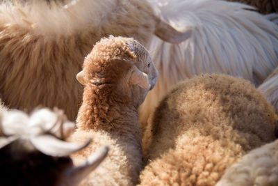 Close-up of sheep