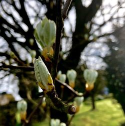 Close-up of flower buds growing on tree