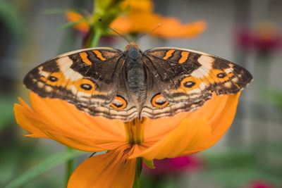 Close-up of butterfly on orange flower