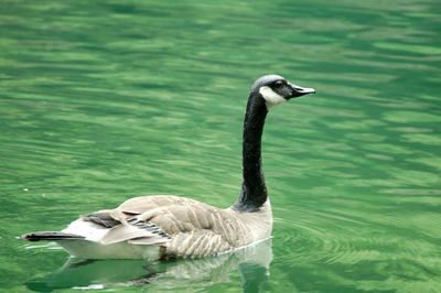 High angle view of duck swimming in lake