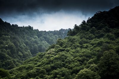 Scenic view of forest against sky