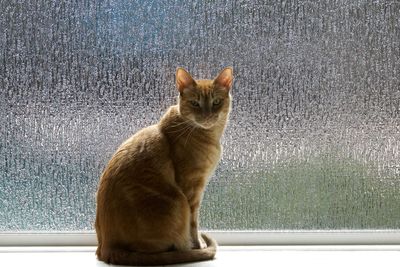 Portrait of a cat sitting on window